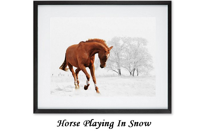 Horse Playing In The Snow